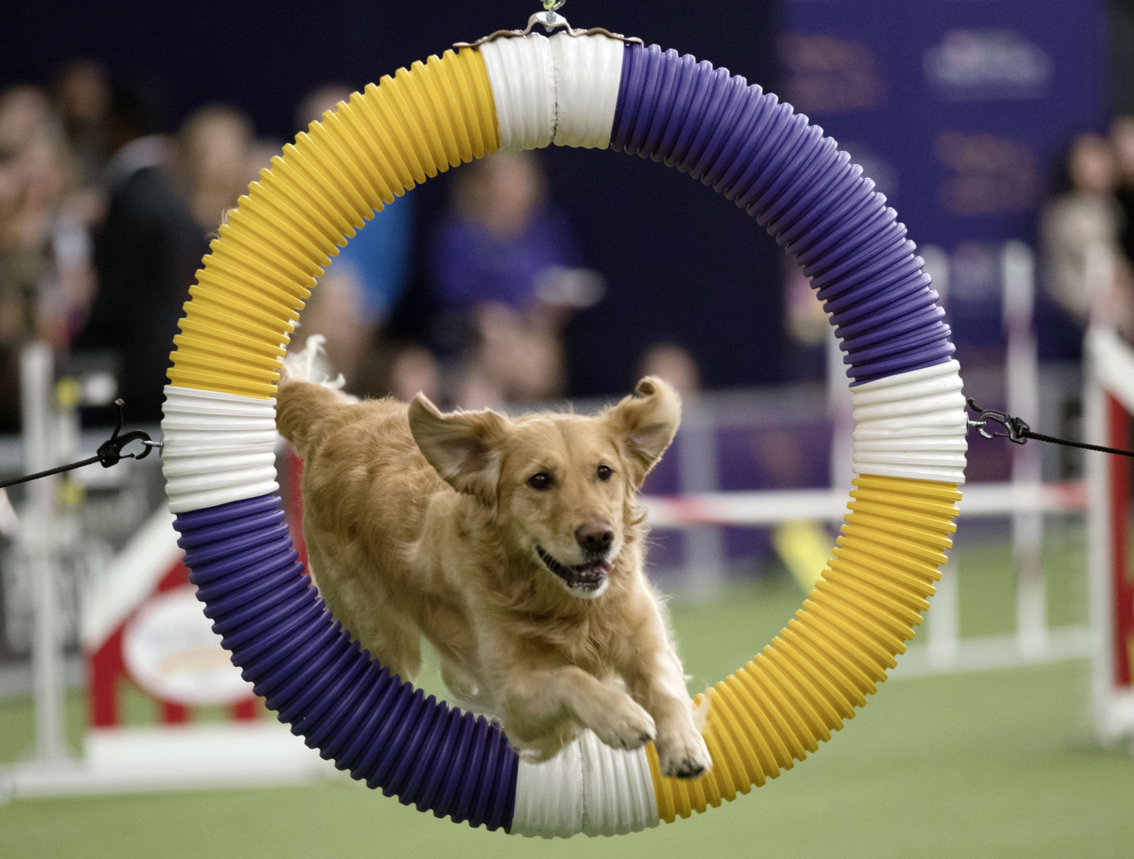 Westminster Dog Show Agility